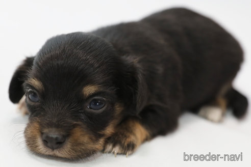 成約済の神奈川県のチワックス:チワワ×ミニチュアダックスフンド-309586の3枚目